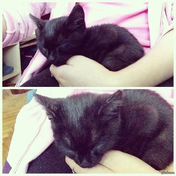 Птеродактиль