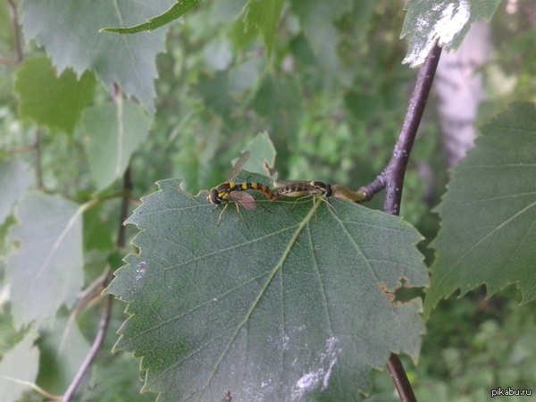 Wasps love each other. Now, You have seen EVERYTHING. - NSFW, My, Wasp, , Love, Forest, 