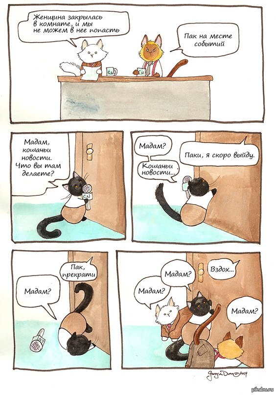 Котики