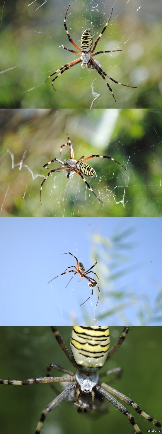 - (Argiope bruennichi) 