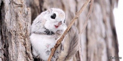 Japanese Flying Squirrel - The beast, Milota, Squirrel, Japan, Mimimi