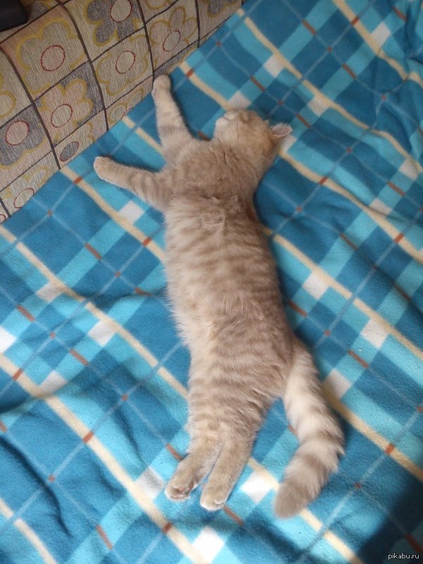 Моя енотовая пума