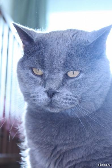 Слыхал тут котов плюсуют...