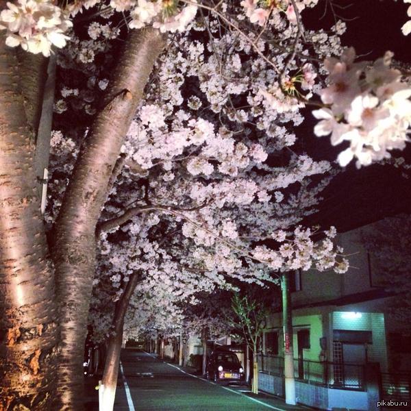 Сакура в городе Киото, 9 часов вечера. рядом с женской общагой^^