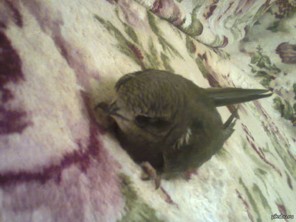 ����� ������