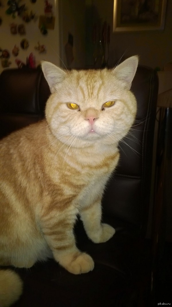 Вот такой котейка живёт у моего директора.