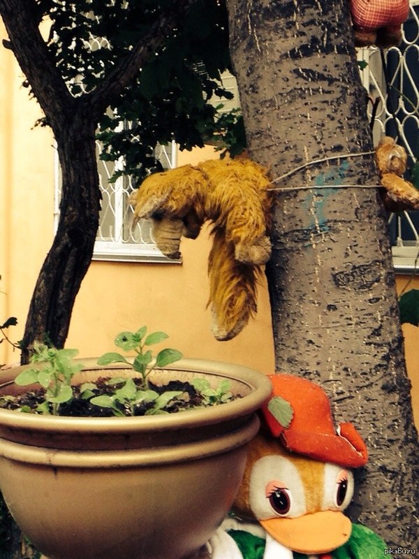 Жизнь-боль: Кошки все-таки отомстили Альфу.