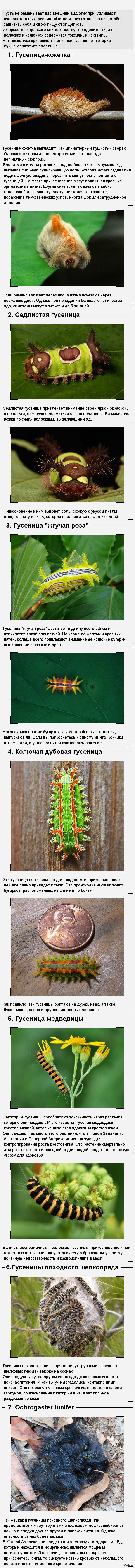 15 очаровательных гусениц, которых вам не захочется потрогать (часть 1)