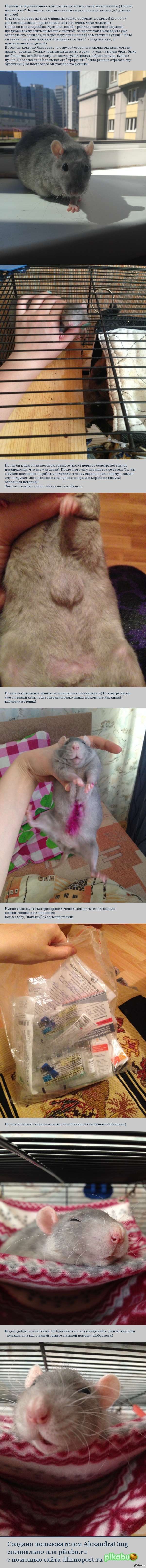 Крыса по кличке Серый