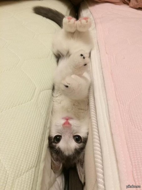    ,      ,      :3
