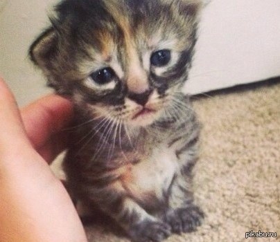 Несчастный котейка