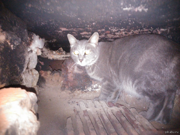 ������ ���������� ����