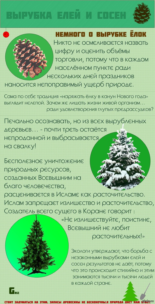 Ёлки и сосны | Пикабу