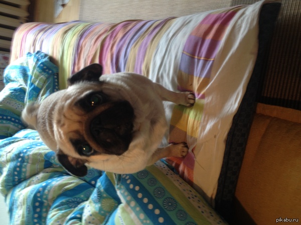 Именно так выглядит виноватый мопс