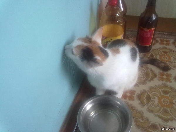 Кошка лижет стену, ничего необычного.