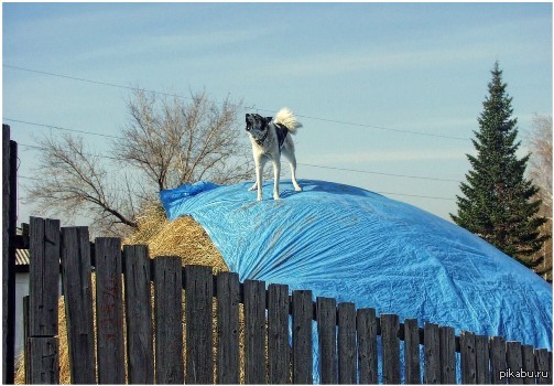 Плющенко на Олимпиаде-2018