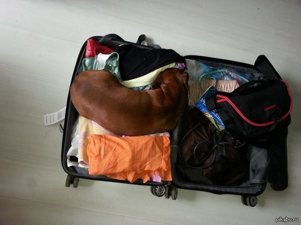 Собака моей тети тоже хочет отдохнуть