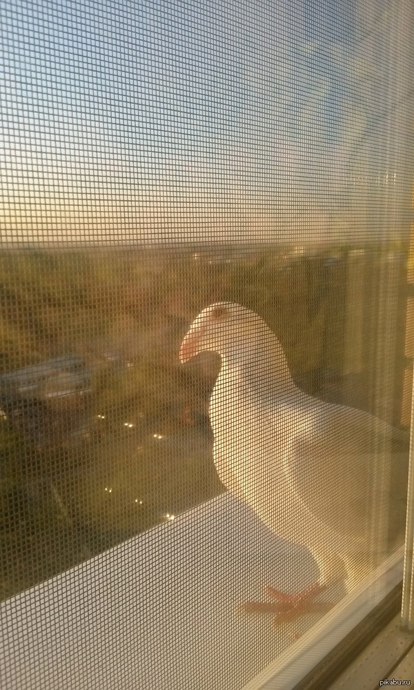 Привёз сегодня утром домой жену с ребенком из род дома.... | Пикабу