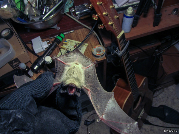     Microchiroptera    ,               .     .      .