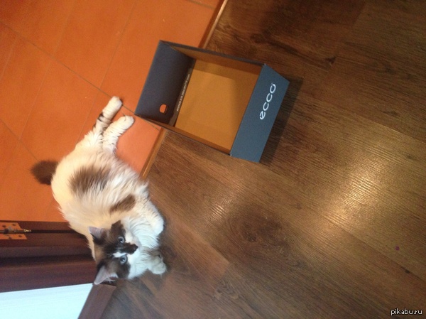 Кажется, мой кот сломался(