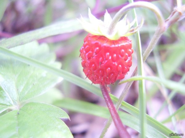 Here is such a strawberry was captured! - Strawberry, My, NSFW, Hike