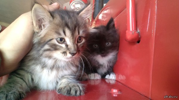 ������� �����! ����������.