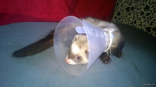 воротничок