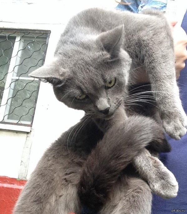 Походу моему коту не нравится фотографироваться.