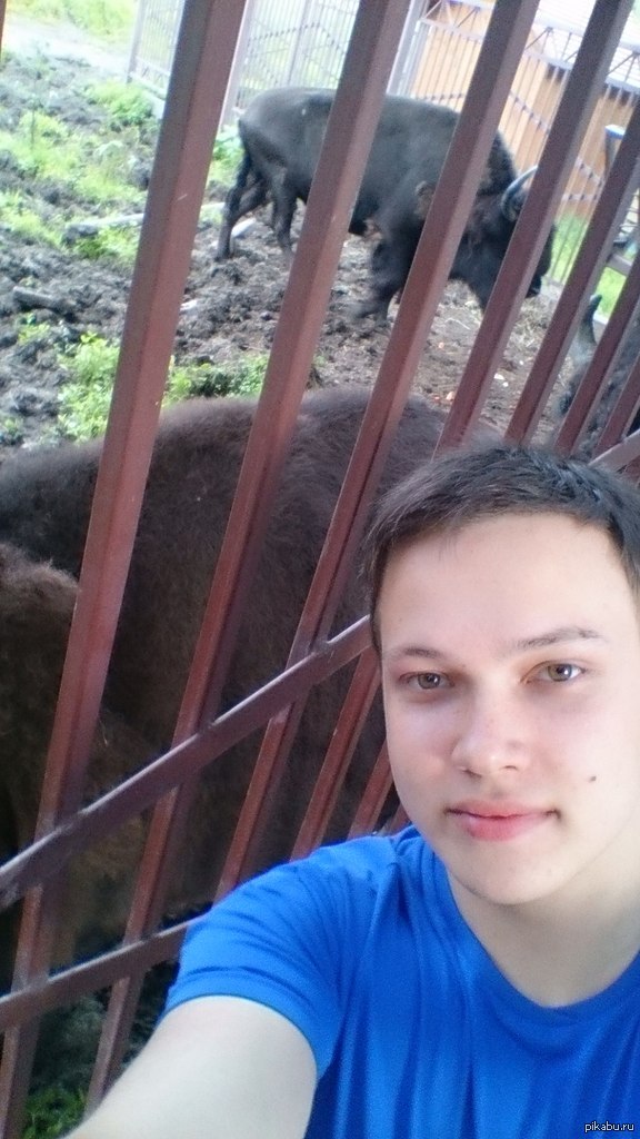 Селфи с зубр-бизоном