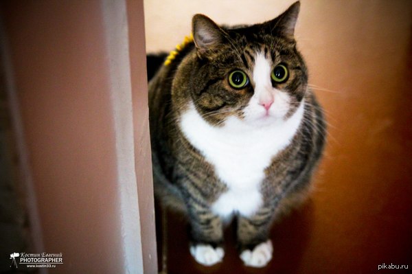 Про котиков