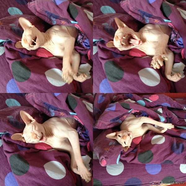 ��� ��� ����� ��������