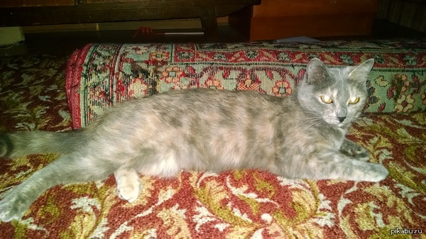 ��� ����