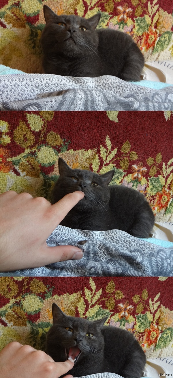 ��� ���, � ���� ������ ������� :3