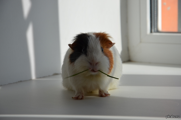 Немного милоты :з | Пикабу