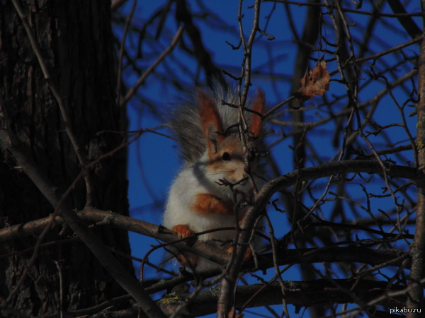 � ��� ����� ������� � ��� � �����