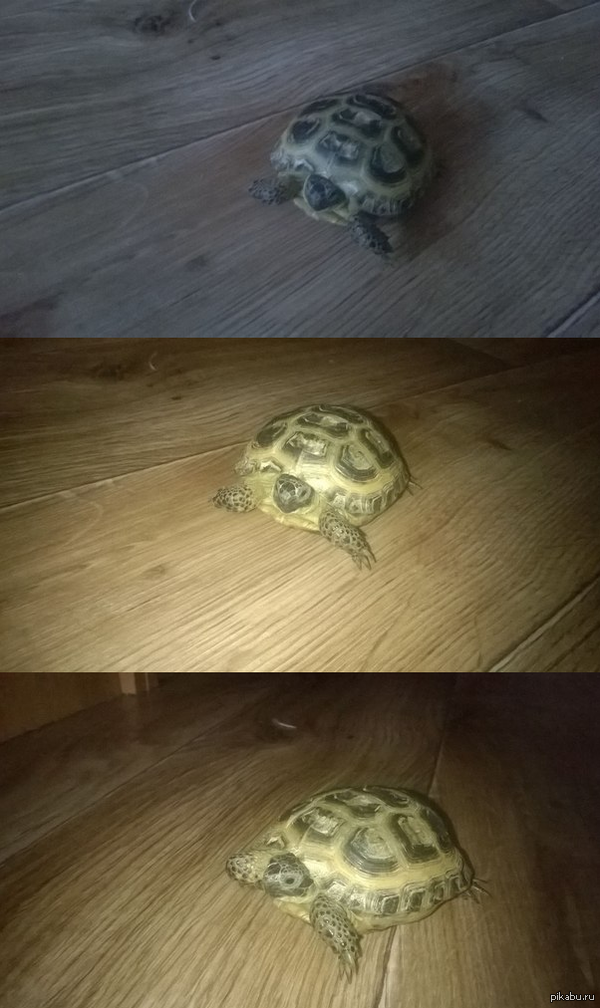 �����������, ��������.