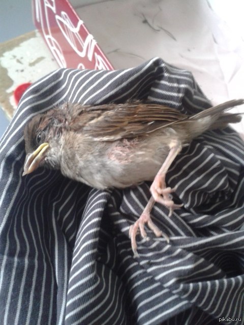 ������, ��������, ����� (����������� ������� ��� � ���������� - ���)