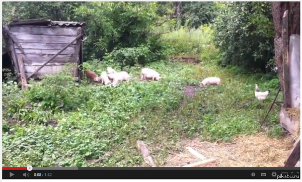 ���������� �������� ����������� ))