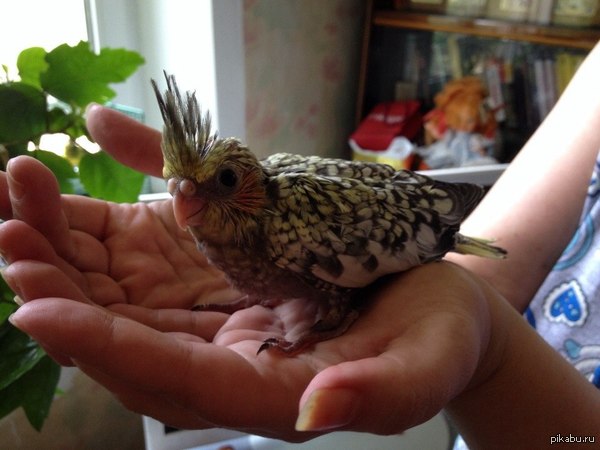 ����������� - �������!