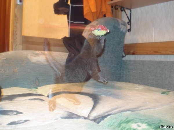 Котенок-призрак.