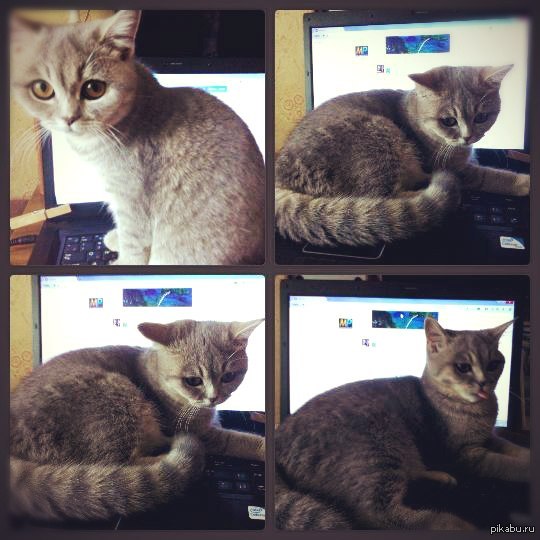 every time i'm online :D - Seals drugs, And again cats, cat, In contact with, Mixer
