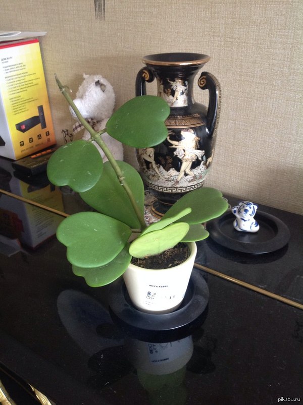 Мне кажется мой цветок-сердечко немного психанул...