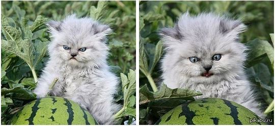🍉 Котики и арбузы. Что так привлекает котов в этой полосатой ягоде? Смешные котофото