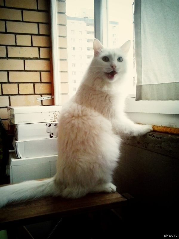 Неси мою еду женщина