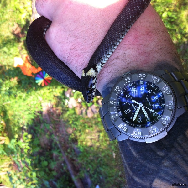 ������ ���