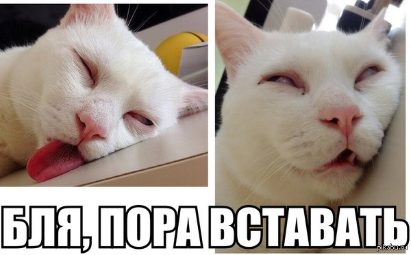 ����������� :(