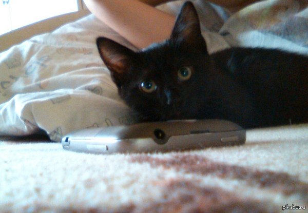 Помогите найти хозяина котёнку!