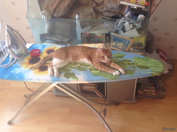 ���� �����