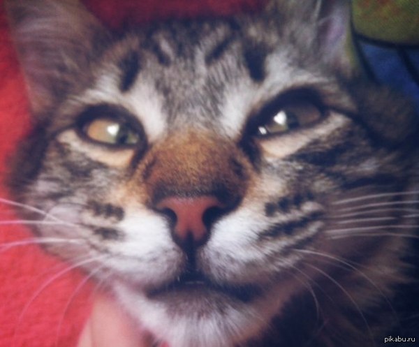 Просто мой кот