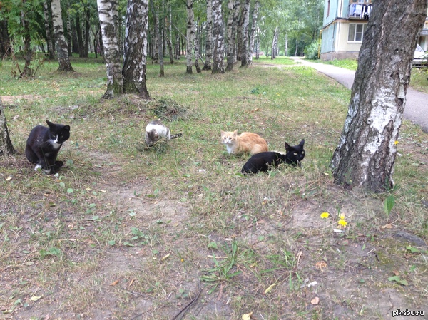 Пати Хард. | Пикабу